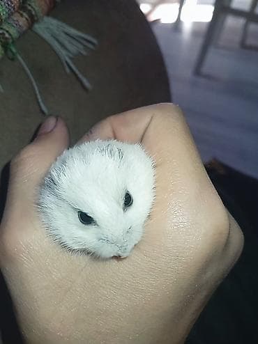 hamster satışı: SALAM ÖZLƏRİ YEMƏK YEYƏ BİLİR GÖZLƏRİ AÇILIP AĞ HAMSTERLƏR🐭🐹 İSTƏYƏN — 2