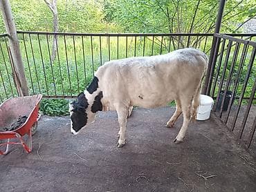 erkəy danalar: Super damazliga yararli dishi duyedi — 2