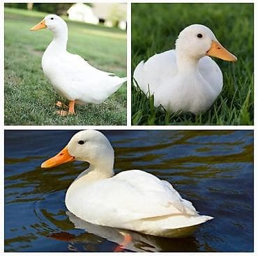 qu quşu və col qazı: Ağ rəngli Pekin ördəkləri - Cins: Pekin (ət və yumurta istiqamətli — 1