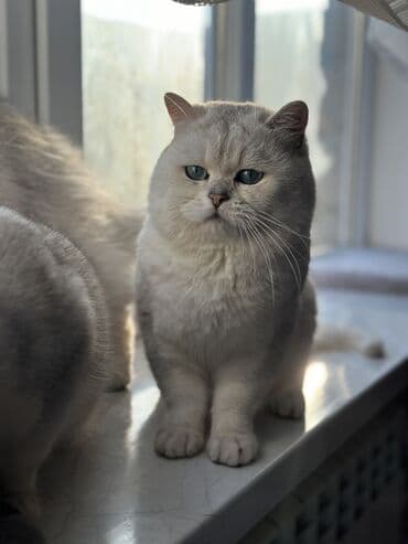 pişik cütləşmə: Britan, Erkək, Cütləşmə üçün — 1