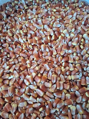 cuce ve xoruz: Məhsul: Qarışıq dənlik qarğıdalı (sarı və qırmızı tonlarda) Təsvir: - — 2