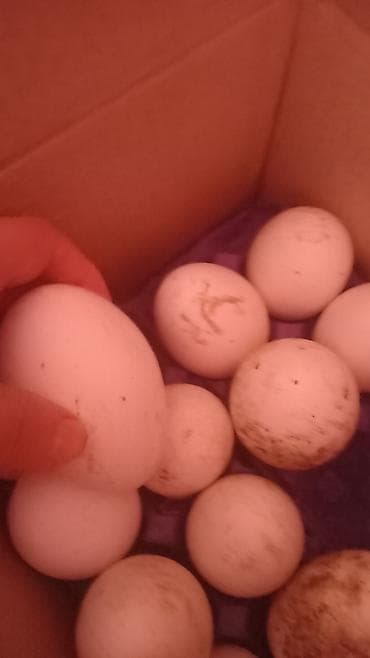 essek sekilleri: Məhsul: Təbii qaz yumurtaları (ördək yumurtası) Təsvir: - Şəkillərdə — 2