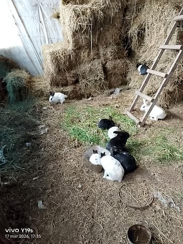 qiz dovsan adlari: Ev şəraitində saxlanılan yerli dovşanlar biri 5 manat Xüsusiyyətlər — 3