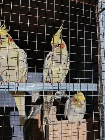 Попугаи: Nimfa (cockatiel) papuqayları – müxtəlif rənglər Məhsul təsviri: - — 7