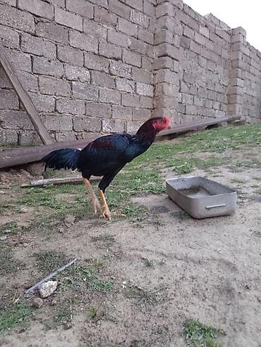 rengli quslar: Heyrati bece rengi qara asel qiymeti sondu oktyabrda cixib hele — 3