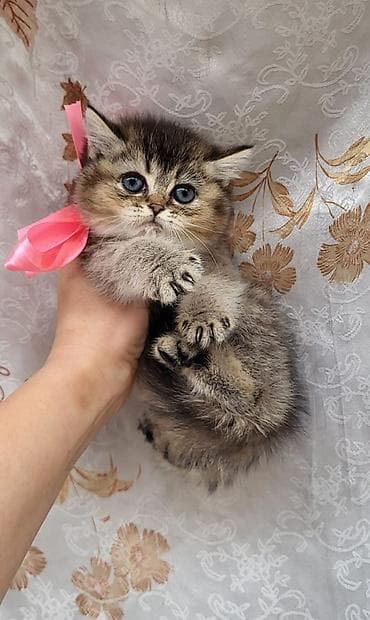 pisik qumu: Britan — 8