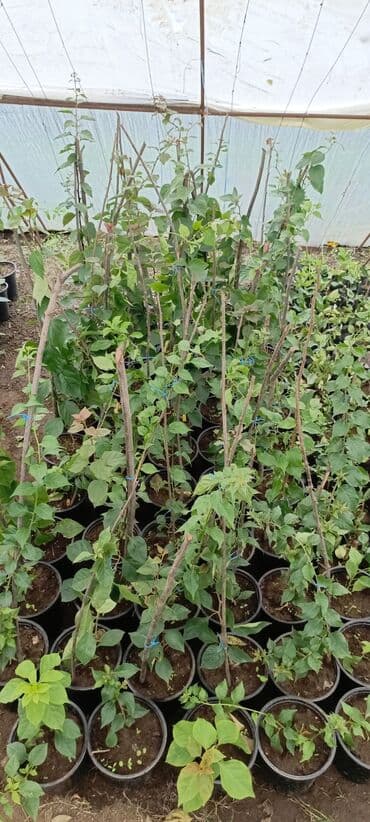 bitki satışı: Satışda dekorativ saksı bitkiləri – bağ və interyer üçün. - Euphorbia — 6