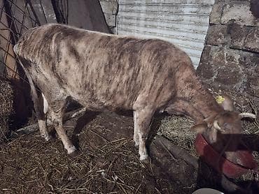 ətlik inək cinsləri: Mal-qara – cins buzağı/yağlılıqda dana - Növ: iri buynuzlu heyvan — 4