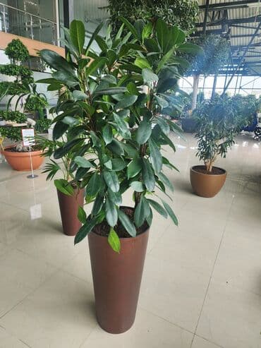 dibcek gulleri qiymeti: Bitgi və dibçəklər — 10