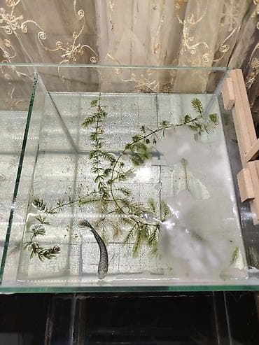 Yemlər: Akvarium üçün canlı sivrisinek qurdu sürfələri (gambusiya üçün yem və — 3