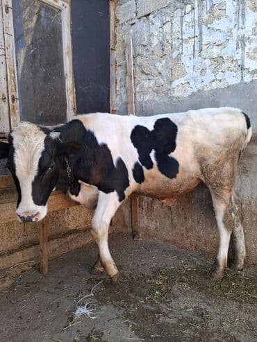 inekler: Süd inəyi – qara-ağ rəngli, iri cüssəli, buynuzlu. Şəkillərdə — 12