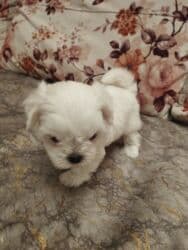 tuklu itlerin qiymeti: Malta bolonka, 1 ay, Dişi — 5