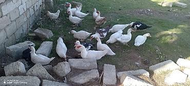 Quşlar: Erkək, | Lal ördək, Ətlik — 4