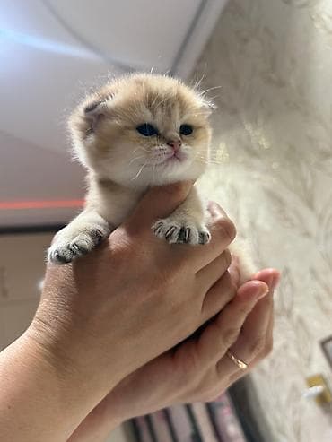 cao cao sobaka: Şotland yastı qulaq, Erkək, Dişi, Yaxşı əllərə, Ödənişli çatdırılma, Ünvandan götürmə, Rayonlara çatdırılma — 1