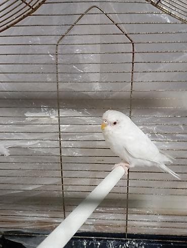 Digər heyvanlar: Popuqay qəfəsdə satılır — 2