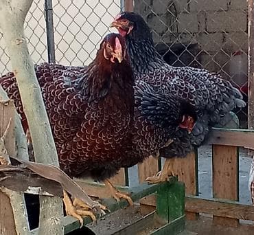 Toyuq, Damazlıq, Ünvandan götürmə