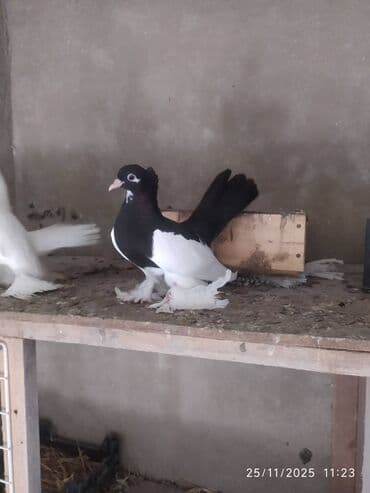 en cox yumurta veren toyuqlar: Tam sağlam quşlardır — 4