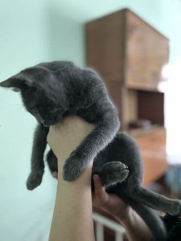 передержка кошек в баку: Britan, Erkək, Yaxşı əllərə — 2