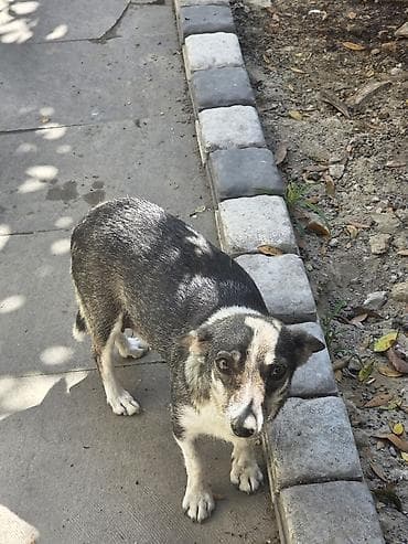 1 dene zvanok balası satılır erkeydi heyet itidi balaca qalır dik lalafo.az -da 1 dene zvanok balası satılır erkeydi heyet itidi balaca qalır dik