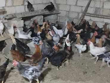 Məhlə toyuqları – qarışıq rəng və cinslər - Təbii şəraitdə saxlanılan