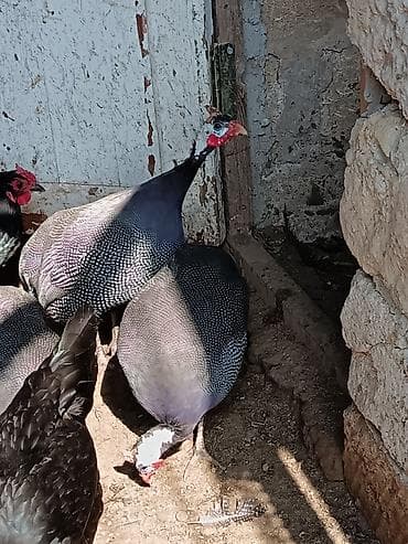 col toyuğu: Salam olsun firengdi yumurtalar satılır 50qepiyr mayalidilar sayı azdi — 4