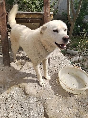 haski itləri: Xaski, 7 ay, Dişi, Peyvəndli, Ünvandan götürmə — 2