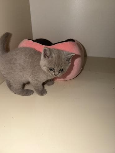 at balaları: 🐾 Şotland (Scottish Fold) balaları satılır 🐾 40 günlük, sağlam və çox — 2