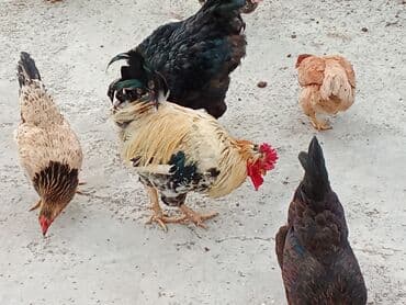 сколько стоит лошадь в азербайджане: Fəreler14 azn, 2 əded ana ündüşqa 1ədədi 40azn, Astilop xoruz 40m — 3