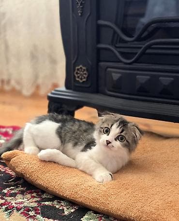 pisiy qabi: Şinşilla, Erkək — 2