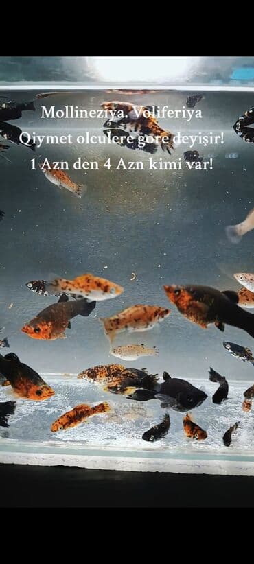 oskar balığı: Molinezi, Sülhsevər, Ünvandan götürmə, Ödənişli çatdırılma — 2