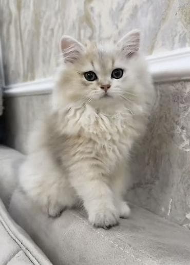 Qızıl şinşilla, Erkək, Yaxşı əllərə, Pulsuz çatdırılma, Ödənişli çatdırılma, Rayonlara çatdırılma lalafo.az -da Qızıl şinşilla, Erkək, Yaxşı əllərə, Pulsuz çatdırılma, Ödənişli çatdırılma, Rayonlara çatdırılma
