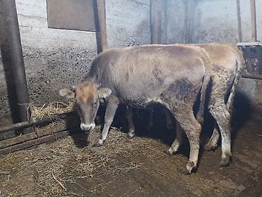 Heyvanlar: Dana, buzov, Dişi, ay: 10, 240 kq, Ətlik — 3