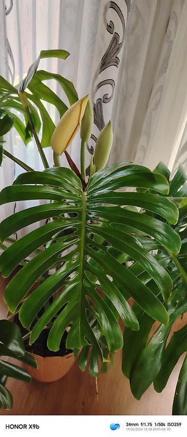 monstera bitkisi: Monstera deliciosa (Şveytsariya pendiri bitkisi) – iri, deşikli və — 4