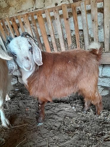 Gəmiricilər: Dişi, Hələb, il: 1, 35 kq, Damazlıq — 4