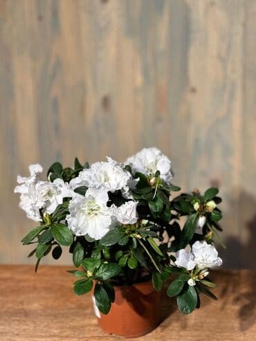 Gübrələr: Otağınıza təbiət gözəlliyi gətirəcək qırmızı anturium bitkisi. Parlaq — 7