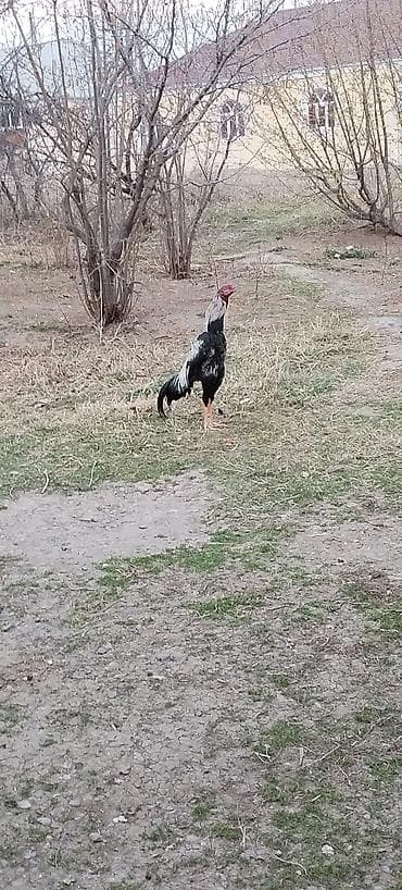 Heyvanlar üçün mallar: Satılır 80 purobu olmayıb hele 9 ayılıqıdı — 1