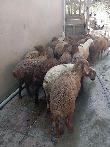 Quzular satılır 21,dene qarışıq erkek dişi, qiyməti 215 manat