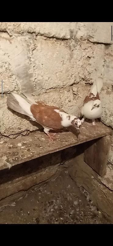 quşlar goyərcin: Salam tam sağlam qırmızı cəplər təcili satılır cütü 45 manat ünvan — 1
