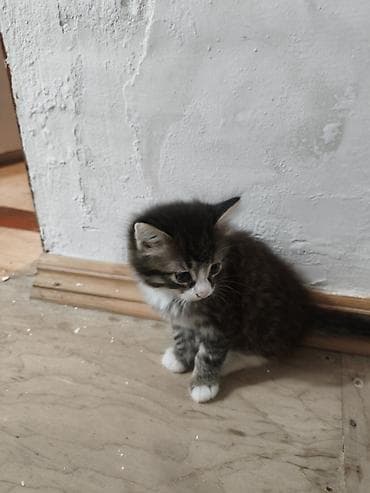 van pişik: Yaxşı əllərə — 9