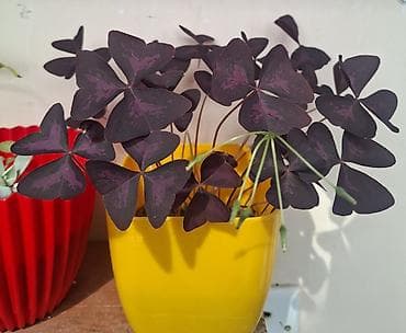 xlorofitum bitkisi: Məhsul: Oxalis triangularis (Bənövşəyi üçyarpaq, “Purple Shamrock”) – — 1