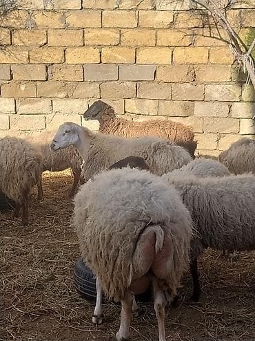 Quzu: 400 manatda 750 manata kimi var komda satılır ümumi 27 baş heyvandı — 6