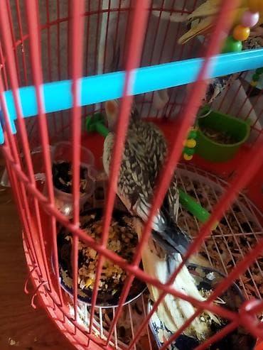 Собаки: Salam təcili satılır 30 AZN dişi maya — 5