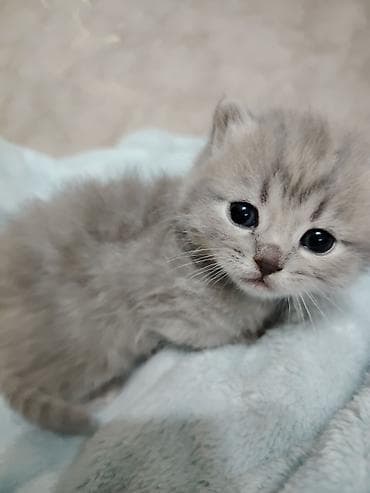 toplan it evi: Şotland — 1