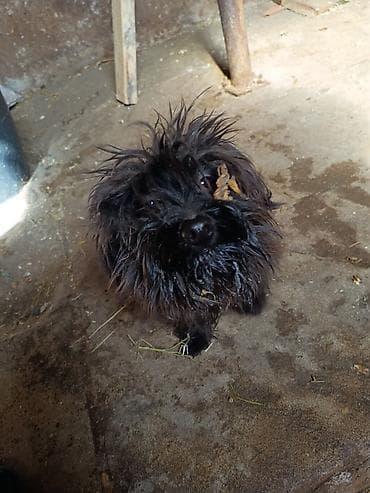 ovcarka balası: Qara rəngli, xırda ölçülü it balası ev itidir e. sadece evde usaqlar — 2