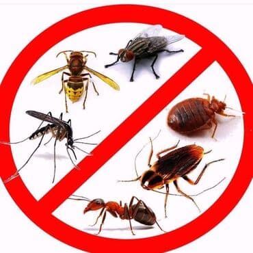 xalca yuma 1 50 azn 2023: Dezinfeksiya, dezinseksiya | Nəqliyyat — 1