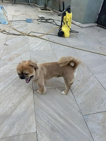 heyvan bazari: Pekines — 7