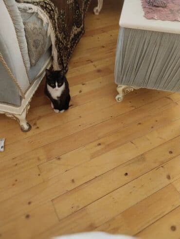 bala afçarka: Yaxşı əllərə — 5