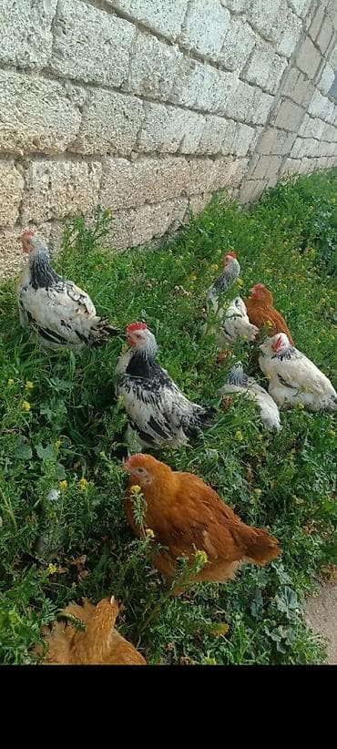 Другие с/х животные: Курица, Для разведения — 1