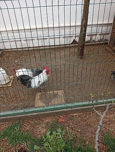 toyuqları: Məhsul: Naxışlı (qara-ağ zolaqlı) toyuq və xoruzlar – yumurtacı xətt — 2