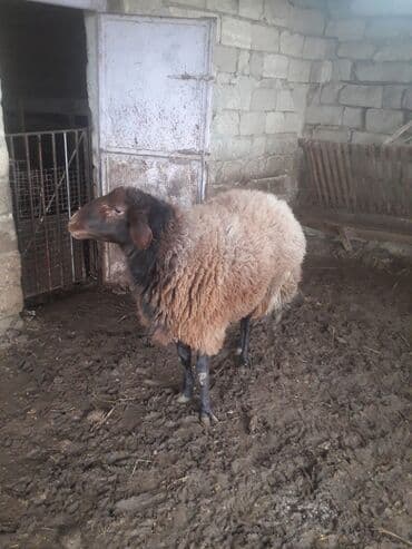 ari ramkasi satisi: Qoyun – yerli ətlik/yunlu cins - Rəng: qəhvəyi yun, qara baş və qara — 2